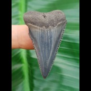 4.1 cm dagger-like great white shark blue tooth