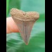 3.4 cm beautifully colored great white shark tooth