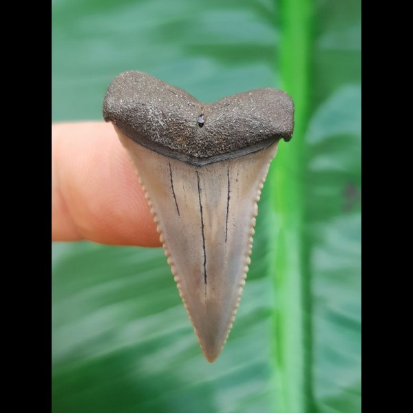 3.5 cm impressively colored great white shark tooth