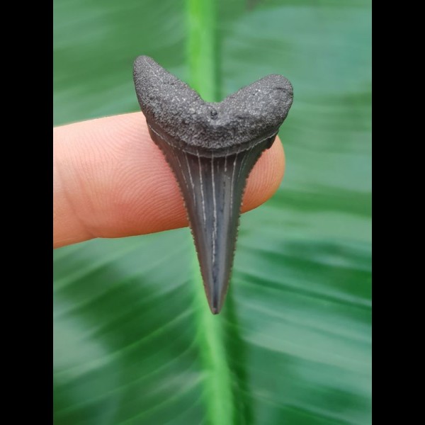 3.2 cm great white shark tooth