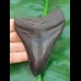 10,6 cm tiefschwarzer Zahn des Carcharoles Megalodon