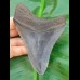 10,6 cm tiefschwarzer Zahn des Carcharoles Megalodon