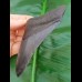 10,6 cm tiefschwarzer Zahn des Carcharoles Megalodon