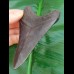 10,6 cm tiefschwarzer Zahn des Carcharoles Megalodon