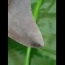10,6 cm tiefschwarzer Zahn des Carcharoles Megalodon