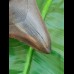 10,6 cm tiefschwarzer Zahn des Carcharoles Megalodon