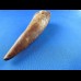 10,7cm museumsqualitaet spinosaurus tooth dinosaur