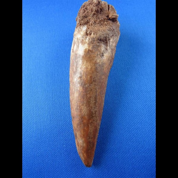 10,7cm museumsqualitaet spinosaurus tooth dinosaur