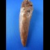 10,7cm museumsqualitaet spinosaurus tooth dinosaur