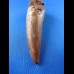 10,7cm museumsqualitaet spinosaurus tooth dinosaur