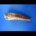 10,7cm museumsqualitaet spinosaurus tooth dinosaur