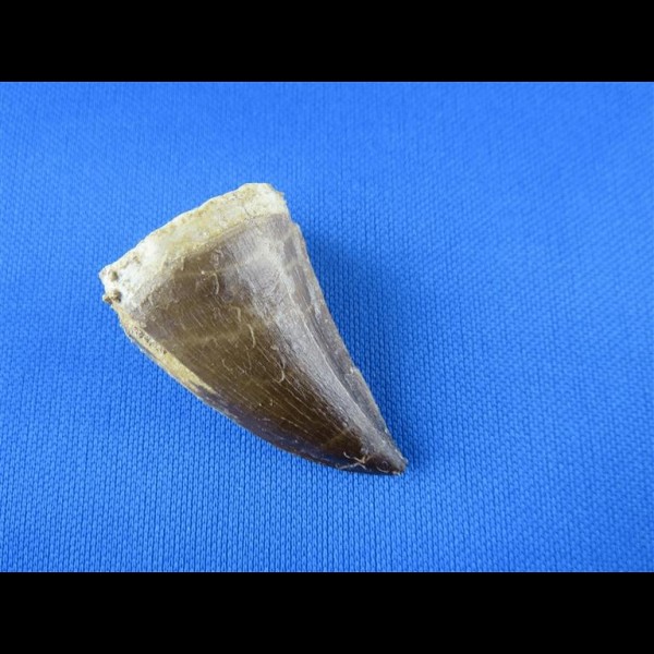 5,2cm tooth from mosasaurus dinosaur