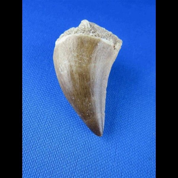 5,2cm sharp tooth from mosasaurus dinosaur