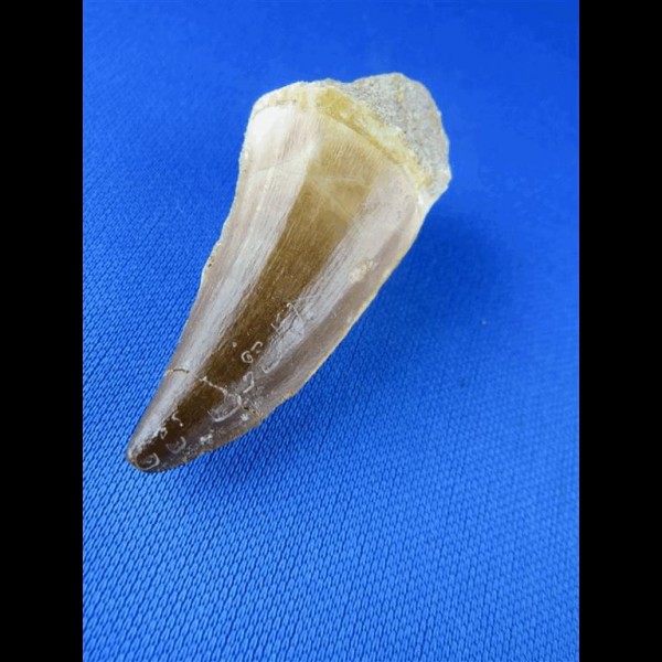 5,9cm tooth from mosasaurus dinosaur