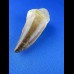 5,9cm tooth from mosasaurus dinosaur