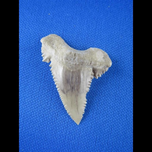 4,0cm perfect sharktooth from palaeocarcharodon orientalis shark