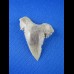 4,0cm perfect sharktooth from palaeocarcharodon orientalis shark