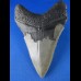 10,8cm preiswerter Haizahn des Megalodon Hai