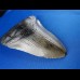 11,2cm schoener Haizahn des Megalodon Hai