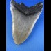 11,2cm schoener Haizahn des Megalodon Hai