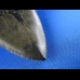 10,7cm sehr schoener Haizahn des Megalodon Hai