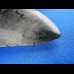 8,5cm sehr guter Haizahn des Megalodon Hai