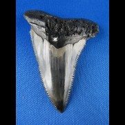 6,7cm sehr schoener Haizahn des Carchocles Angustidens Megalodon Hai 