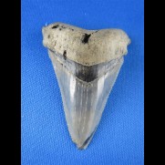 6,1cm sehr schoener Haizahn des Carchocles Angustidens Megalodon Hai 