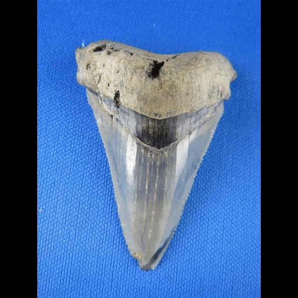6,1cm very nice sharktooth from carchocles angustidens megalodon shark 