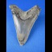 6,1cm very nice sharktooth from carchocles angustidens megalodon shark 