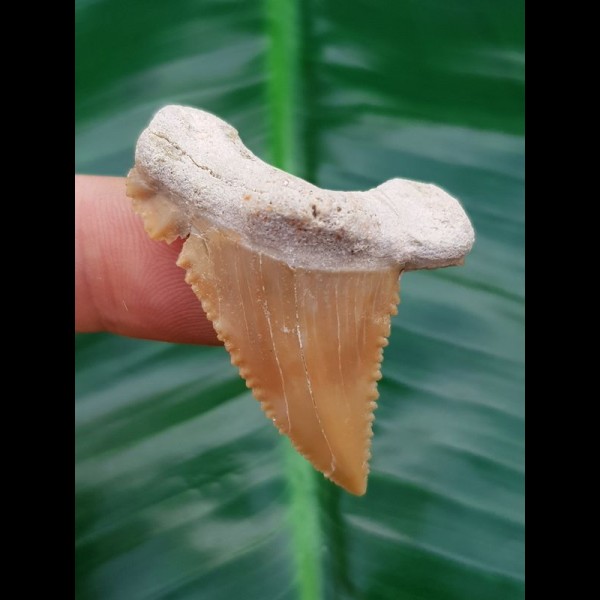 4,2 cm Zahn des Palaeocarcharodon Orientalis 