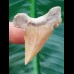4,2 cm Zahn des Palaeocarcharodon Orientalis 
