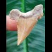 4,2cm tooth from palaeocarcharodon orientalis shark
