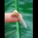 3,3cm saw shark Pristiophorus Lanceolatus