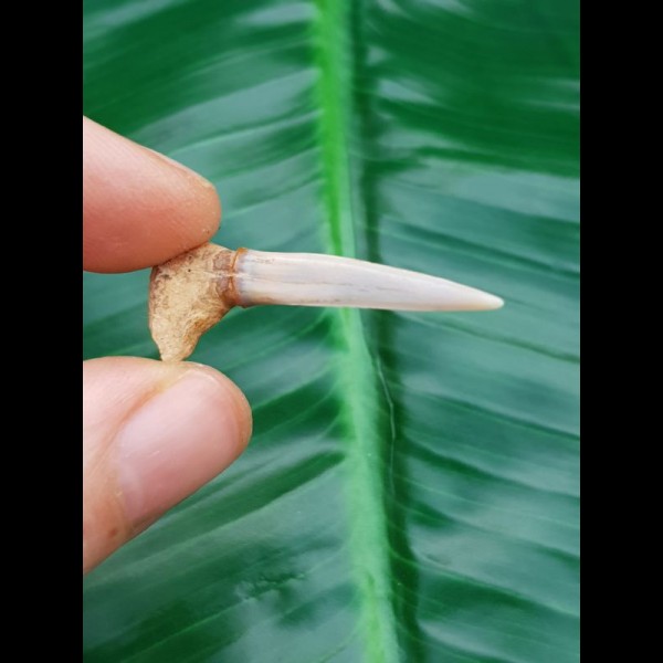 3,3cm saw shark Pristiophorus Lanceolatus