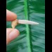 3,3cm saw shark Pristiophorus Lanceolatus