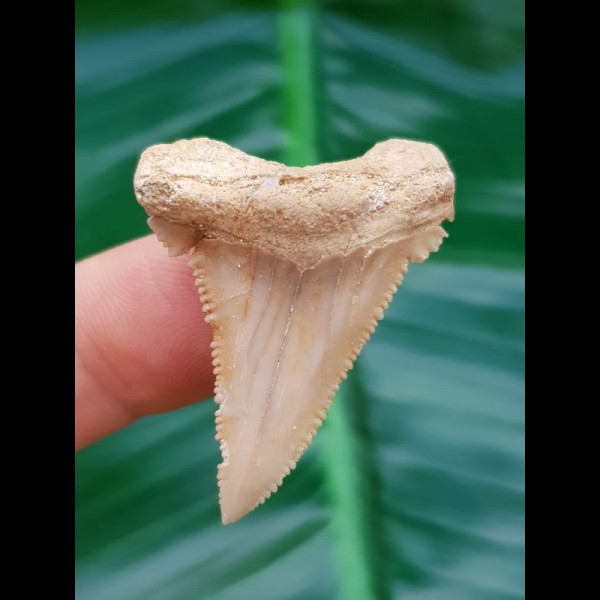 3,7cm perfect sharktooth from palaeocarcharodon orientalis shark