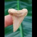 3,7cm perfect sharktooth from palaeocarcharodon orientalis shark