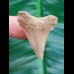 3,7cm perfekter Zahn des Palaeocarcharodon Orientalis 