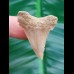 3,7cm perfect sharktooth from palaeocarcharodon orientalis shark