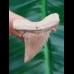 4,2cm perfect Tooth from palaeocarcharodon orientalis 