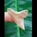 4,2cm perfekter Zahn des Palaeocarcharodon Orientalis 