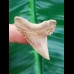 4,2cm perfect Tooth from palaeocarcharodon orientalis 