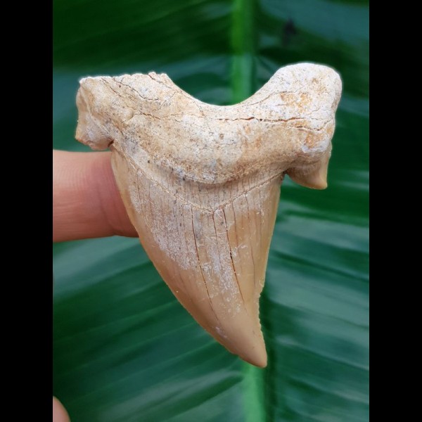 5,8cm seltener otodus obliquus from morocco