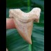 5,8cm seltener otodus obliquus from morocco
