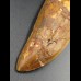 11,9cm fantastic Carcharodontosaurus tooth Dinosaurier Fossil