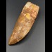 11,9cm fantastic Carcharodontosaurus tooth Dinosaurier Fossil