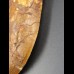 11,9cm fantastic Carcharodontosaurus tooth Dinosaurier Fossil