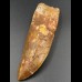 11,9cm fantastic Carcharodontosaurus tooth Dinosaurier Fossil