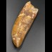 11,9cm fantastic Carcharodontosaurus tooth Dinosaurier Fossil